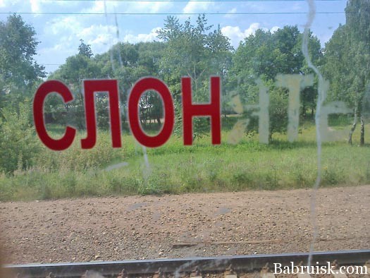 слон в электричке