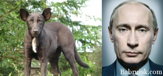 путин и собака