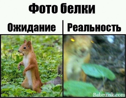 белка