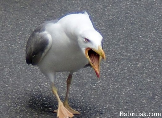 харэбля