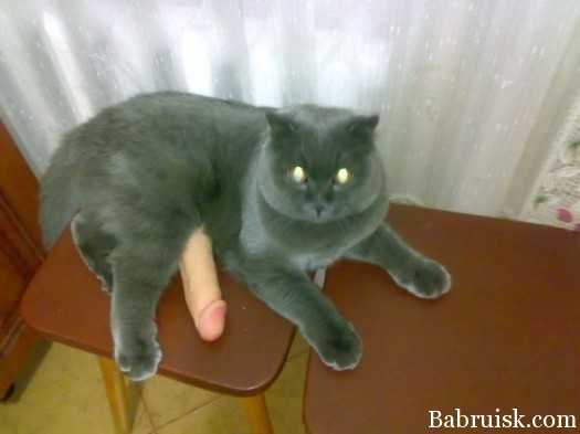 Ostrovskiy бльас кот