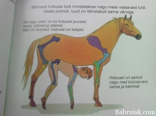 с жывотными
