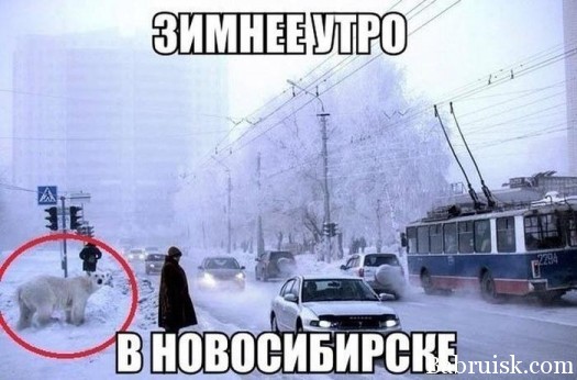медведновосибколхоз