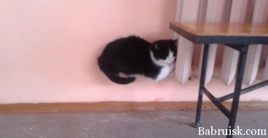 ливитирующий котэ