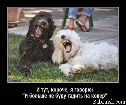 сцукки