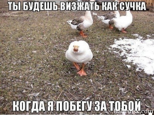 каму гуся3