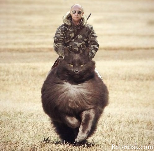 путин на коте