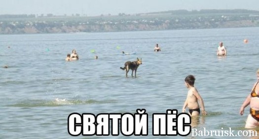 Новая порода