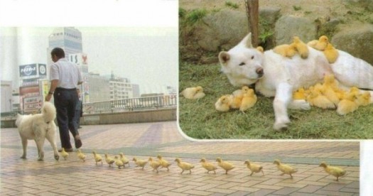 Гусикоs