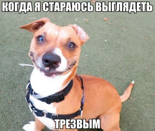 Пат шалуфатом