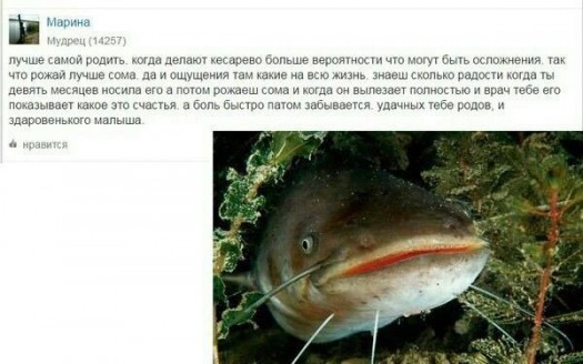 родить сома