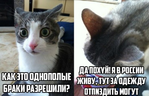 однополые браки разрешены в россии