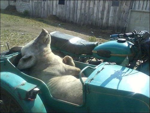 свинья на мотоцикле