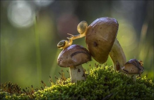 Моргент