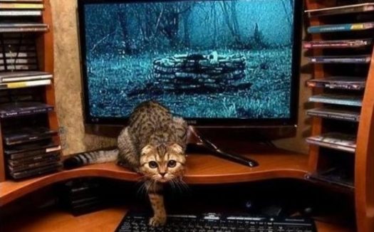 кот вылез
