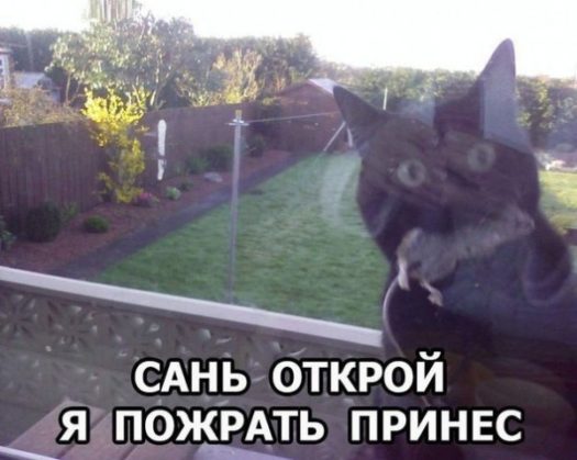 санкционный кот