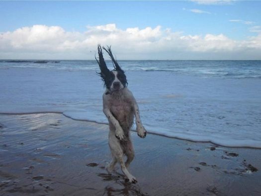 abbath_dog