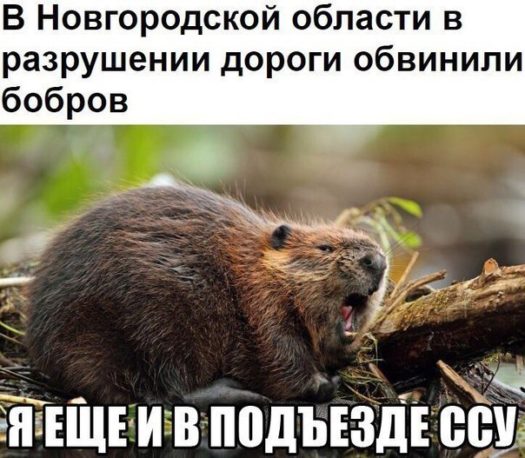 Мидведеф тыuE