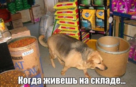 Товарисчъ прапорщиг