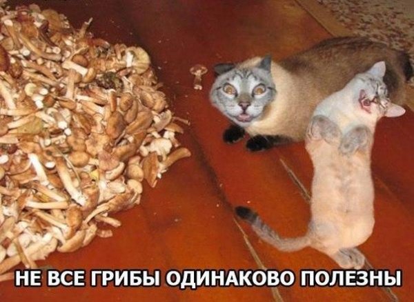 моргентzy
