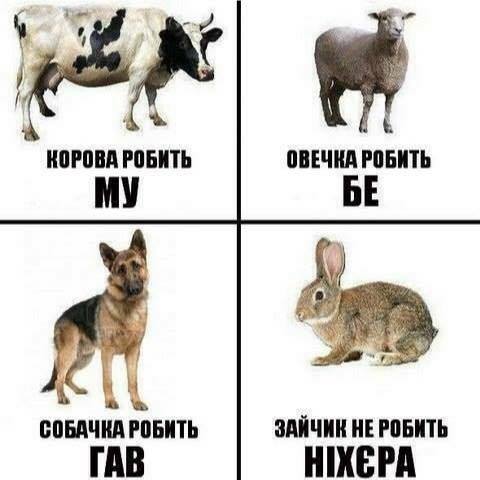 зайчик не делает нихера