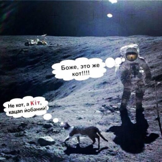 кот в космосе