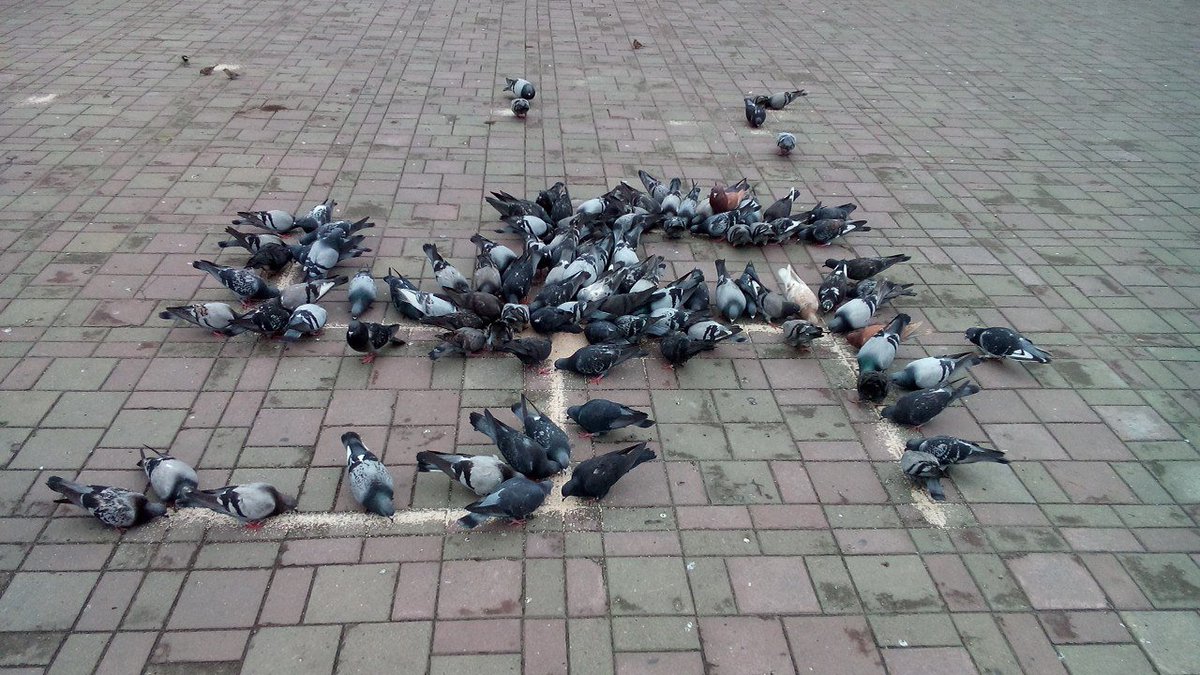 кушаем и зигуем