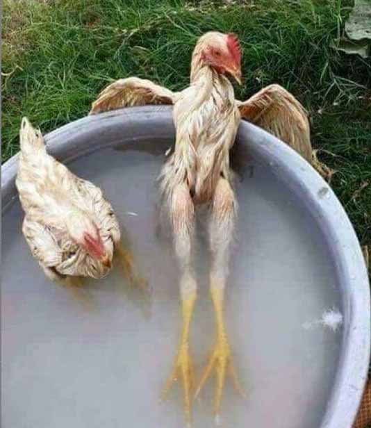 цыпочки в джакузи
