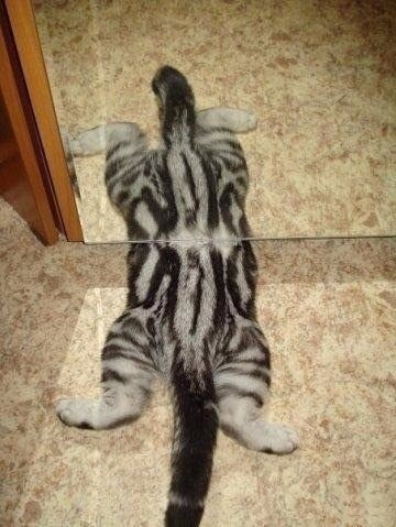 пиздец котенку