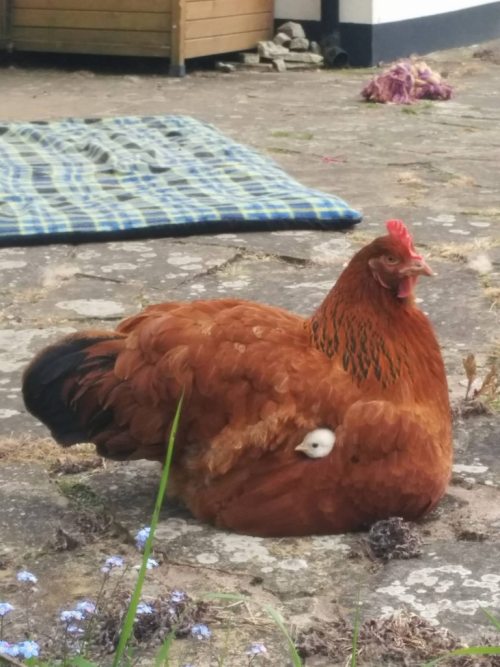 курица с цыпленком
