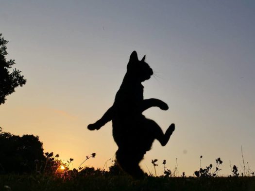 кот шагает