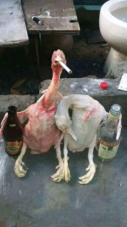 заебца петушки