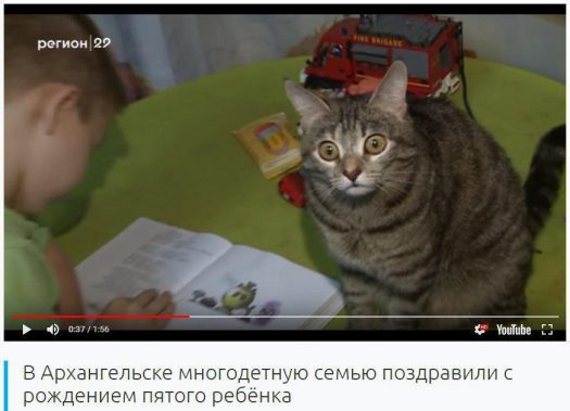 охуевший кот