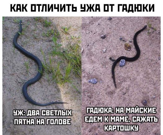 уж и гадюка отличия