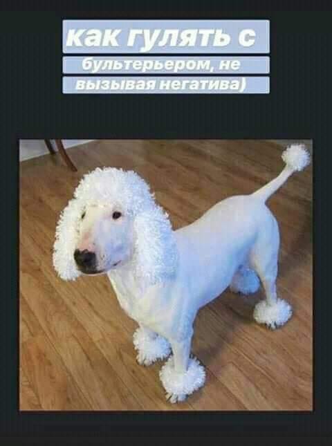 как выгуливать бультерьера