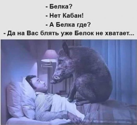 вместо кабана сегодня белка