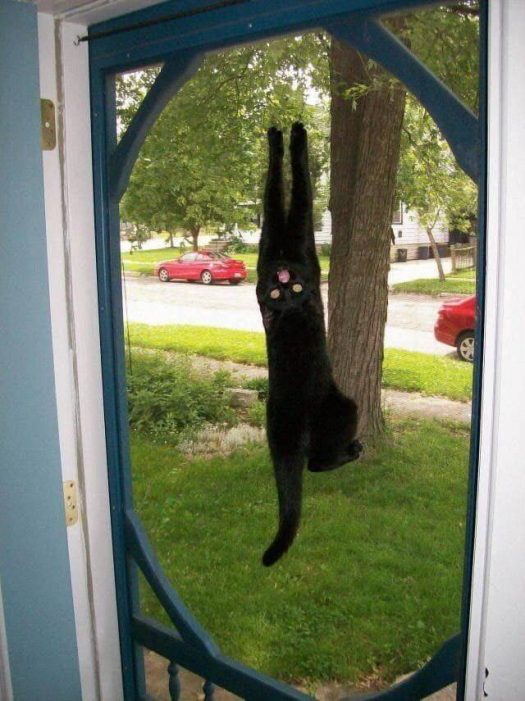 кот на сетке