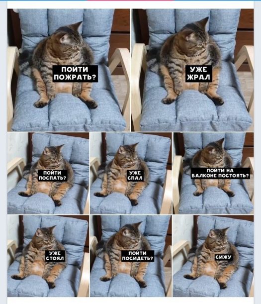 кот на карнтине