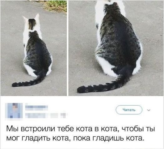 мы встроили кота в кота