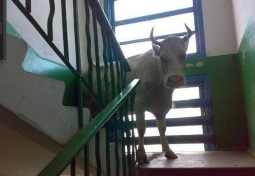 корова на лестнице