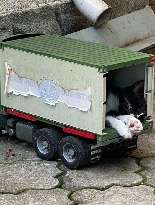 кот в грузовике